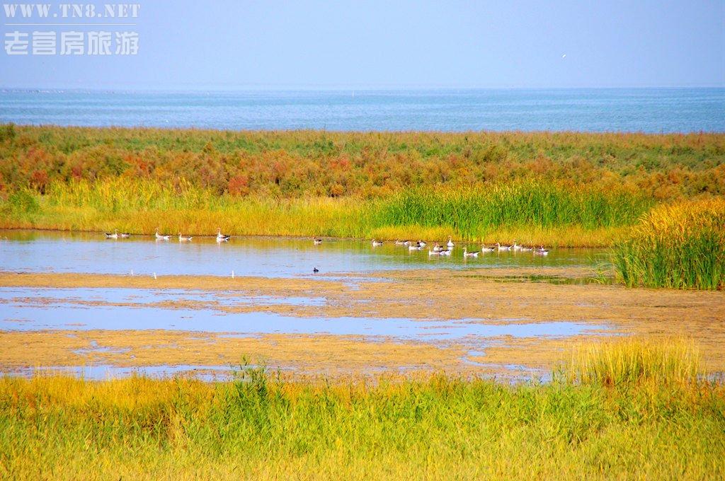 “神奇芦苇荡”是一片罕见的湿地，终年湿润，遍地芦苇。据科学家探测这里的泥巴中含有多种有益人体健康的微量元素、微生物、有机质，对调节精神、缓解压力、康体、美容有神奇功效。