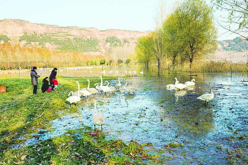 随着气温持续下降，位于山西省南部的平陆黄河湿地迎来了飞临此地越冬的白天鹅。美丽的天鹅在河面上嬉戏玩闹，为湿地增添了无限的生机与活力，成为寒冬一道独特靓丽的风景线。